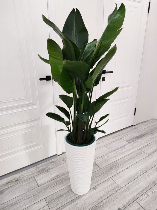 Растения с доставкой