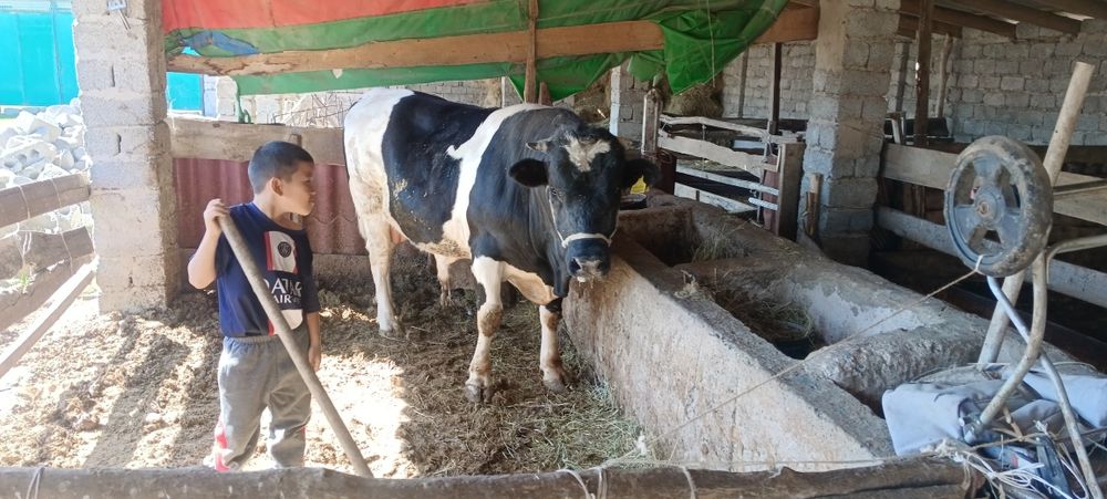 Бұқа сатылады бордақылауда тұрған