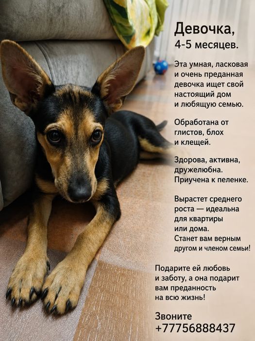 Ищем дом  для девочка