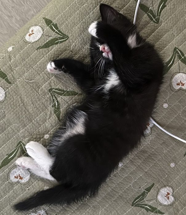 Котенок в добрые руки