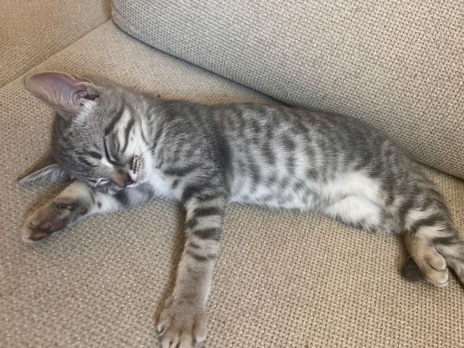 Шотландско правоухо коте
