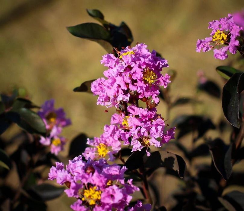 Кустарниклар бомба скидкада факат 8мартга кадар