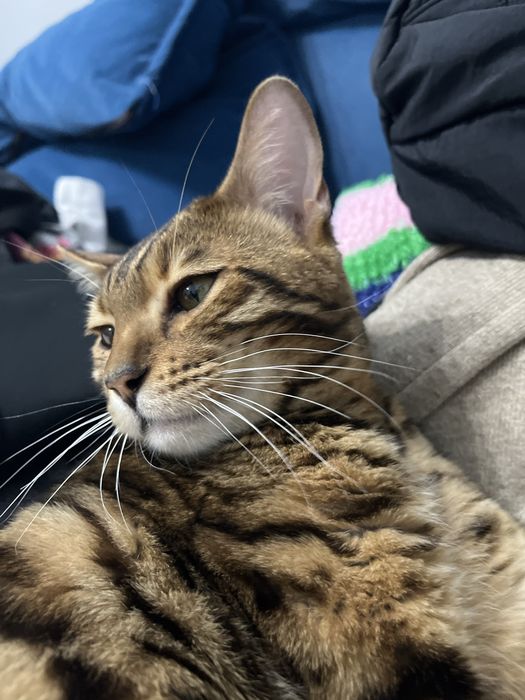 Кошка бенгальской породы