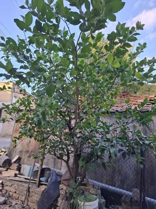 Дърво Лимон в саксия