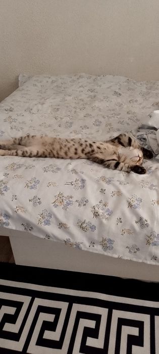 Котёнок вислоухая