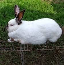 Doi iepuri mascul şi femelă