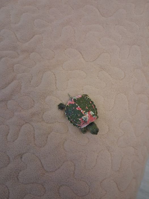 Продам черепашку 6000