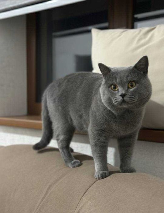 Чистокровные котята