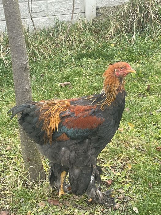 Cocos Brahma Potarnichiu