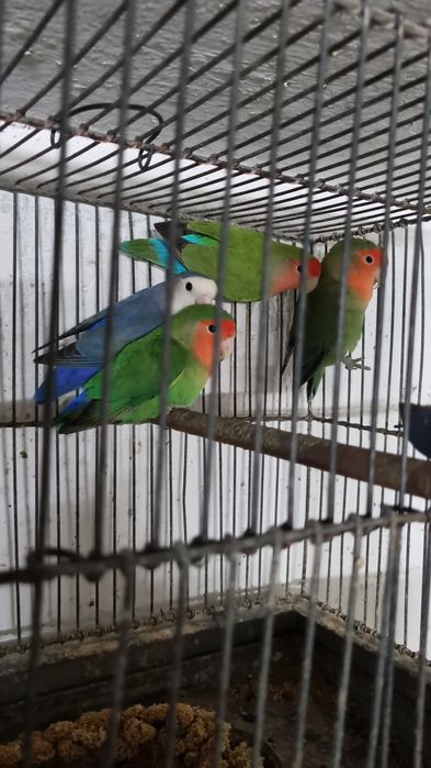 De vânzare diferite feluri de papagali si hamsteri pitici