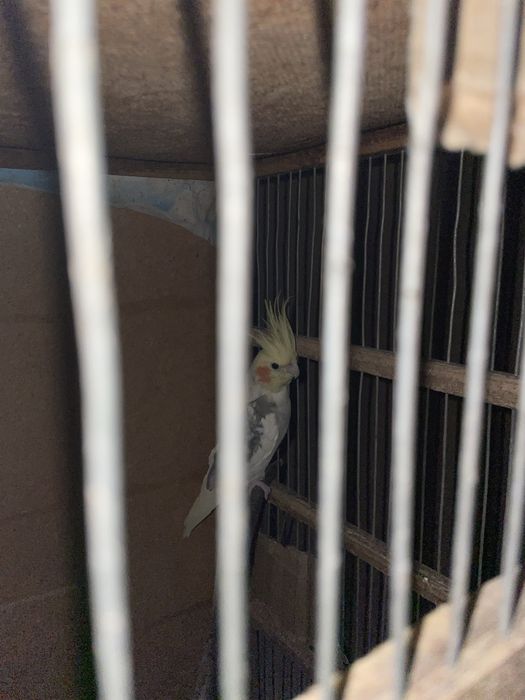 Попугай Корелла пара