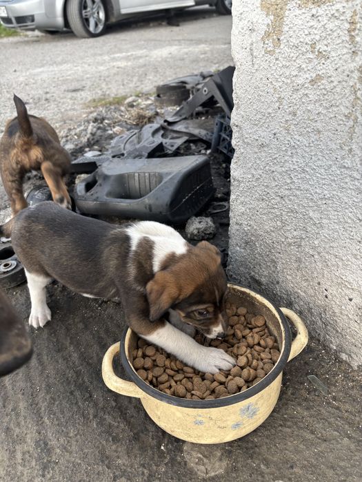 Подарявам кученца на 30 дена