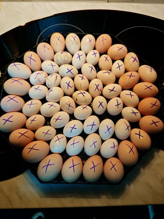 Ouă de incubație găini motate talie mare