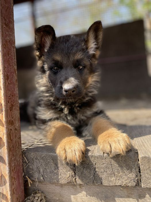 Щенки немецкой овчарки