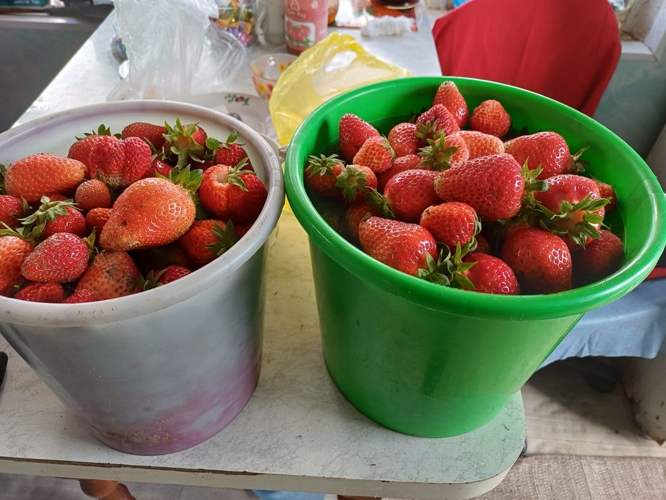 Продам клубнику дачную.