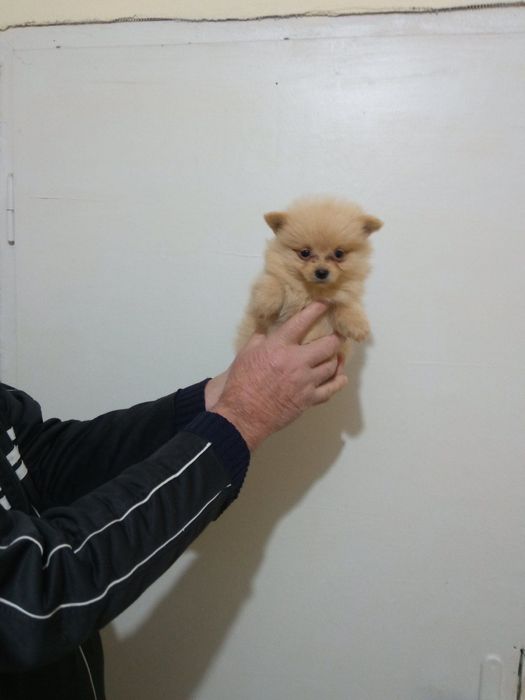 Мини померанчета на 55 дни с паспорт, обезпаразитени и първа ваксина