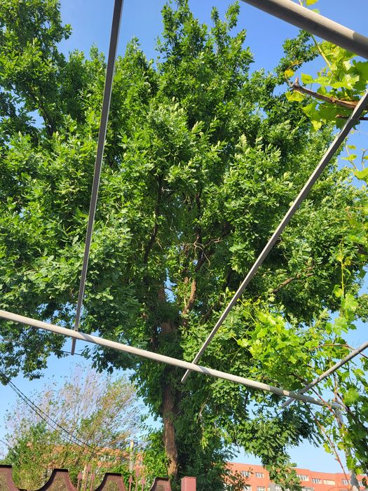 Большое дерево Дуб