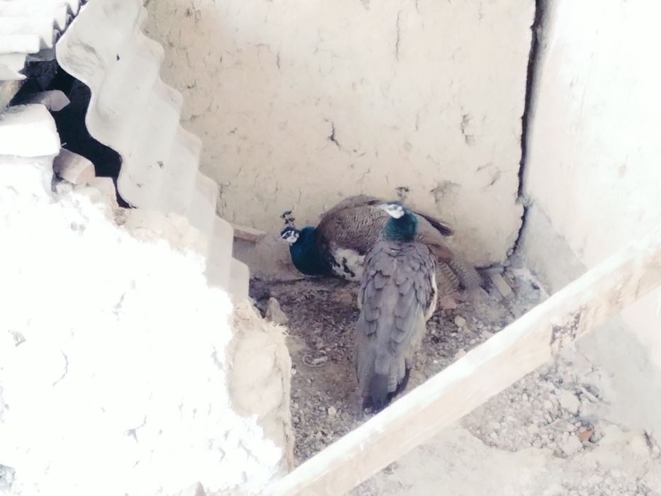 Палинь 2 месецны