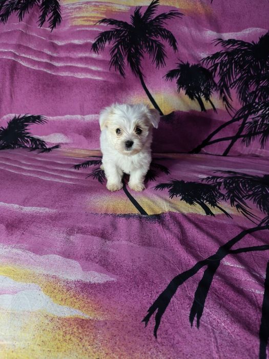 Bichon maltez băiat cu carnet de sănătate