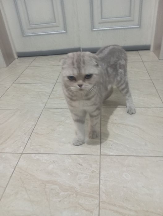 Кошка вислоухи, девочка больше года. Мягкая, добрая и умная кошка.
