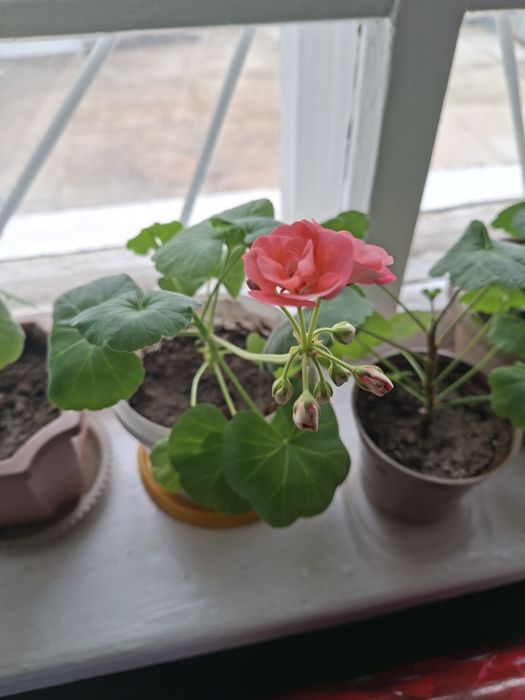 Герань - комнатный цветок