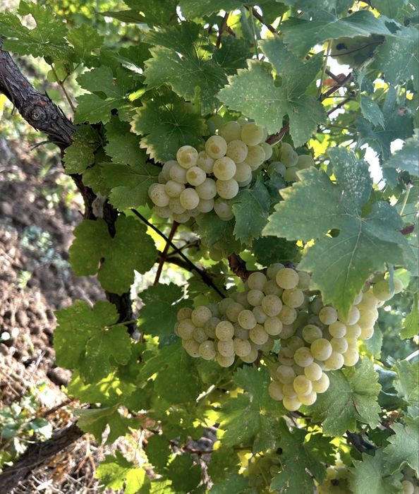 Vand struguri pentru vin
