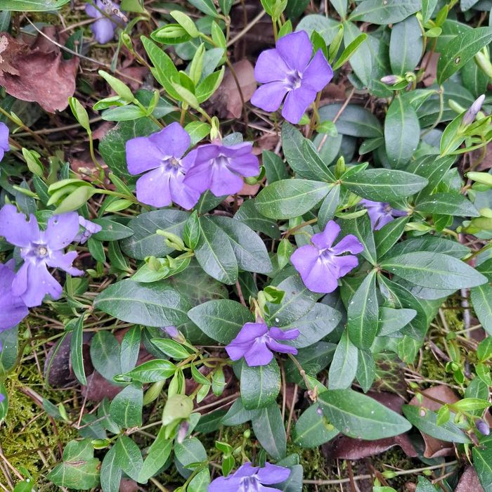 Пъстролистна и Зелена Винка Минор