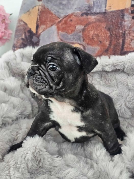 Căței Bulldog Francez  crescuți cu grijă, sănătoși și foarte jucausi