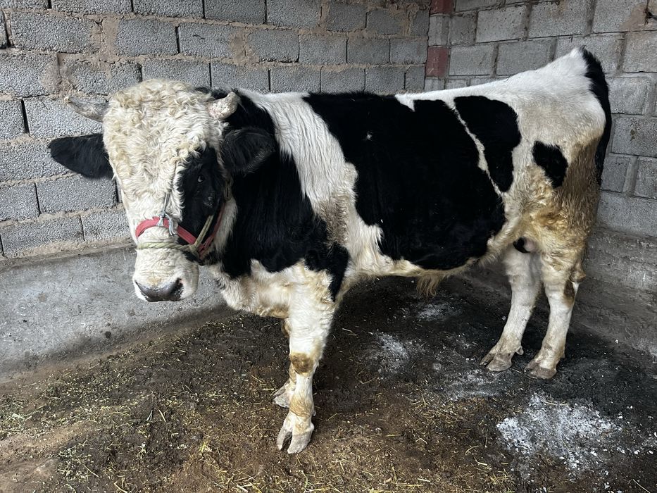 Өгіз бука бұқа огиз