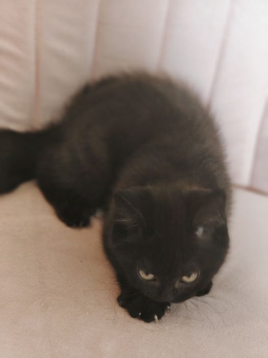 Чистопородный Британский кот