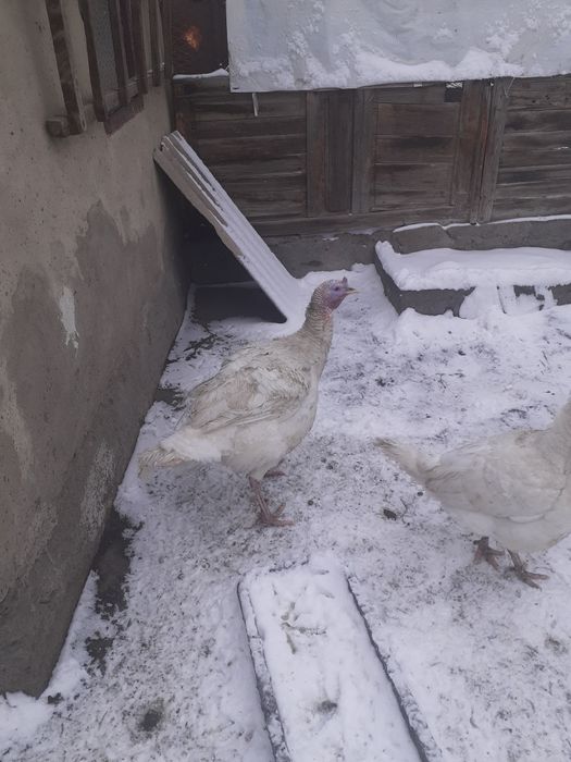 Продам индюков биг 6