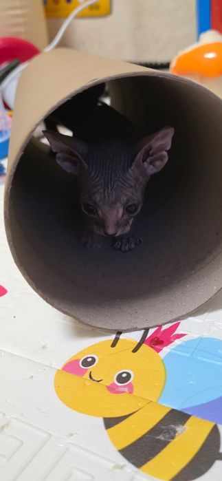 Котенок канадский сфинкс