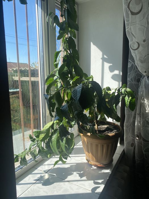 Продам дерево лимон