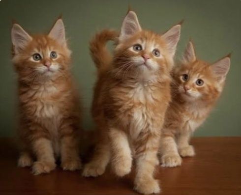 Мейн кун котята.