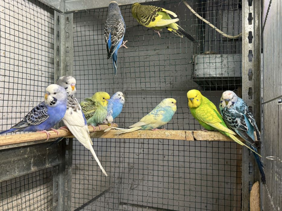 Vand papagali perusi, nimfe, rosella, agapornis, kakariki si zebre