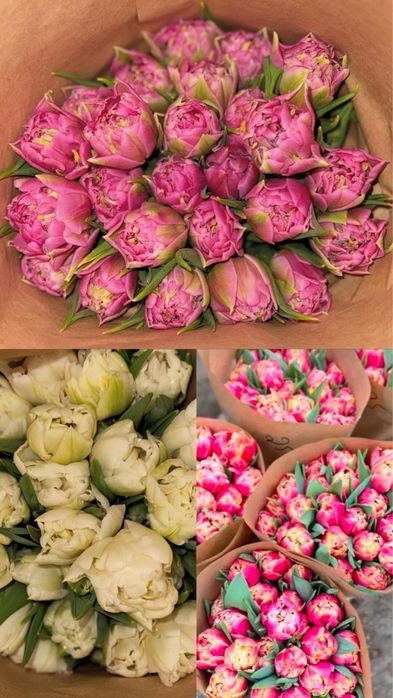 Тюльпаны на 8 марта!