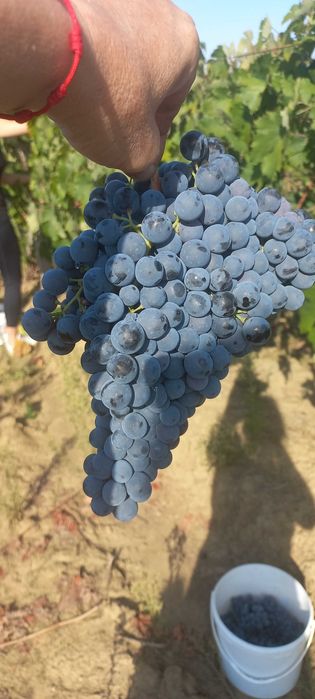 Продавам десертно грозде