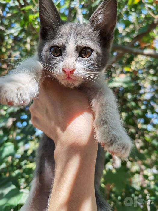 Отдаются котята в хорошие руки
