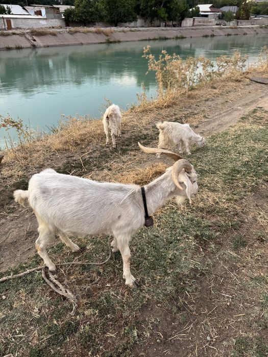 Sog'in sog'lom echki va ikki dona bolasi bilan birga sotiladi