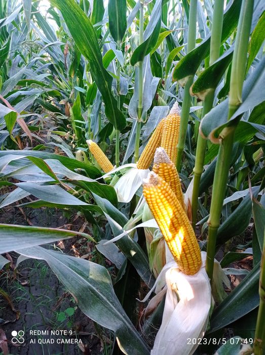 Maka dumbil soʻtasi sotiladi