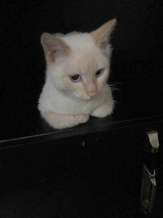 котенок мальчик 6 мес в добоые руки
