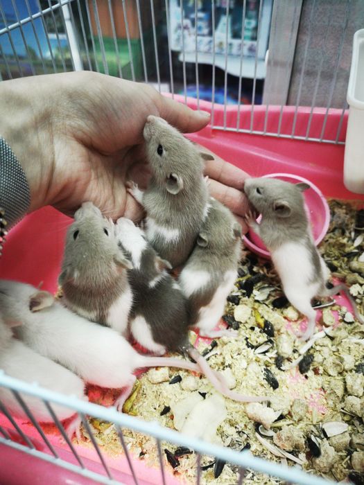 Декоротивные крыски