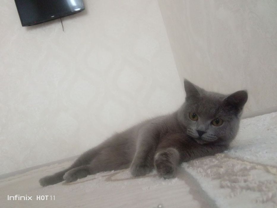 Mushuk British shoootland