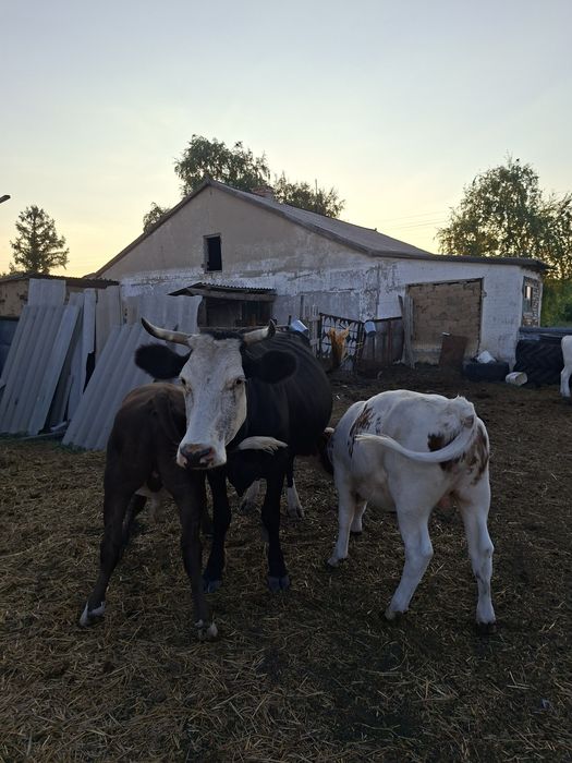 Продам крс. 11 голов.