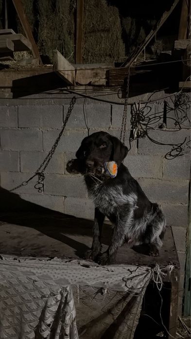 Продам шенка дратхара