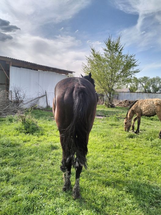 Қара пішпе  дөнен сатылады!