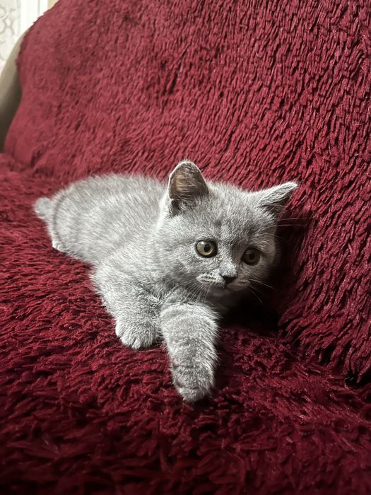 Британский голубой