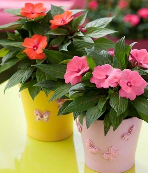 Цветы комнатные от 500 и выше