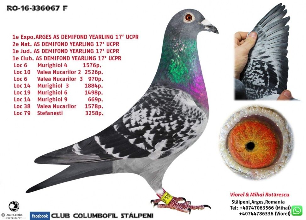 Porumbei ! Pui frați cu porumbeii participanți în expo UCPR