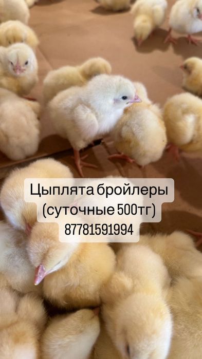 Цыплята бройлеры